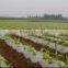 PE Mulch Film