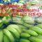 Gimex bananas Vietnam High Quality