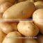 FRESH POTATO
