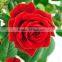 Wholesale Fresh Cut Rose Flowers Roses for Valentine's Day