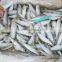 sausage of sardine