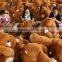 free sample big size teddy bear/plush teddy bear giant kid toys/ huge plush teddy bear