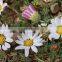 Anacyclus Pyrethrum