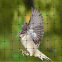Anti Bird Netting Poultry Fencing Bird Barricade Netting