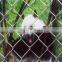 Xinhai high quality large animal cages for sale