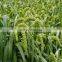 Latest crop for bird feed red millet spray with Bird Feeding