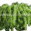 Natural Fresh Green Sea Grapes /Dehydrated Seaweed as Healthy Foods