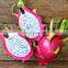 Good Quality Dragon Fruit Fresh With Best Pice Made In VIet Nam