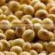 Soybean