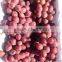 2016 new crop fresh red grape