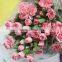 Reasonable Price Top Sell Carnation of Fresh Flower for Decoration