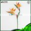 Wholesale china factory Small MOQ flower Bird of paradise with low price