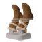 Podiatry equipment shoes dryer kill bacteria and fungi