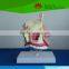 High quality Medical teaching Nasal bone model