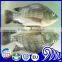IQF IVP Frozen Tilapia Fish Fillet