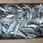 Frozen Sardine for Tuna Bait