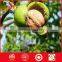hickory nuts kernel