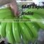 Cavendish Banana Variety and Tropical&Sub-Tropical Fruit Product Type Fresh Green Cavendish banana