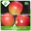 Royal red gala apple exported from manufacturer
