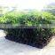 Mango tree seedling