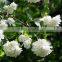 Natural Jasmine Oil For Wholesale Price