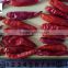 High quality autochthonic whole dried red chilli chaotian chilli