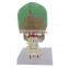 Vivid Human Body Anatomy Bone Plastic Skull Model