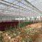 Commerical Multi-Span Greenhouse for agriculture with UV