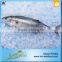 2016 Best Sale Frozen Sarda Sell Fresh Tuna Fish