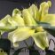 Fragrant aroma crazy selling fresh cut flowers the yellow king lily with high quality service from china farms