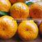 Yongchun kinndow citrus oranges fresh mandarin orange citrus fruit