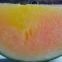 watermelon F1 hybrid sweet melon seeds fruit seeds no.89