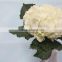 Diversified in packaging classical cheap price hydrangea flower