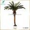 home decoration wholesale dried artificial cycas revoluta tree for sale