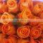 cut roses exporters in india/tajmahal roses suppliers