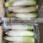 Mooli White Raddish Exporter