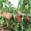 Fruit Tree Seeds Big Sweet Peach Seeds For Planting