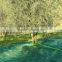 Agriculture HDPE Olive harvest Net