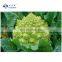 Sinocharm Frozen Vegetable Insect Free Safety IQF Frozen Romanesco