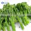 Sinocharm New Product IQF Vegetable L 7-16cm DIA 2-6cm Bulk Frozen Broccolini
