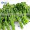 Sinocharm New Product IQF Vegetable L 7-16cm DIA 2-6cm Bulk Frozen Broccolini