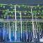 2016 China Cheap Outdoor Decorative Programmable LED 3D Beam Meteor Tube Christmas Disco Party Street Tree Lights with power
