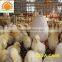 cheap price 4 layers hot dip galvanized poultry layer farming chicken cage in nigeria