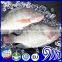 Fresh Fish Frozen Tilapia Gutted and Scaled