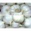 New Crop Normal White Garlic