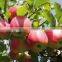 Gansu Fresh Fruit gala apple for sale