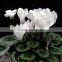 High Quality Cyclamen Seeds Flower Seeds For Planting