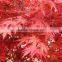 Acer rubrum /Chinese Maple /Acerpalmatum/Japanese Maple tree seeds for planting