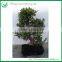 Indoor Plants Ficus Evergreen Bonsai