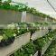 High quality kohlrabi planting groove for Vegetable